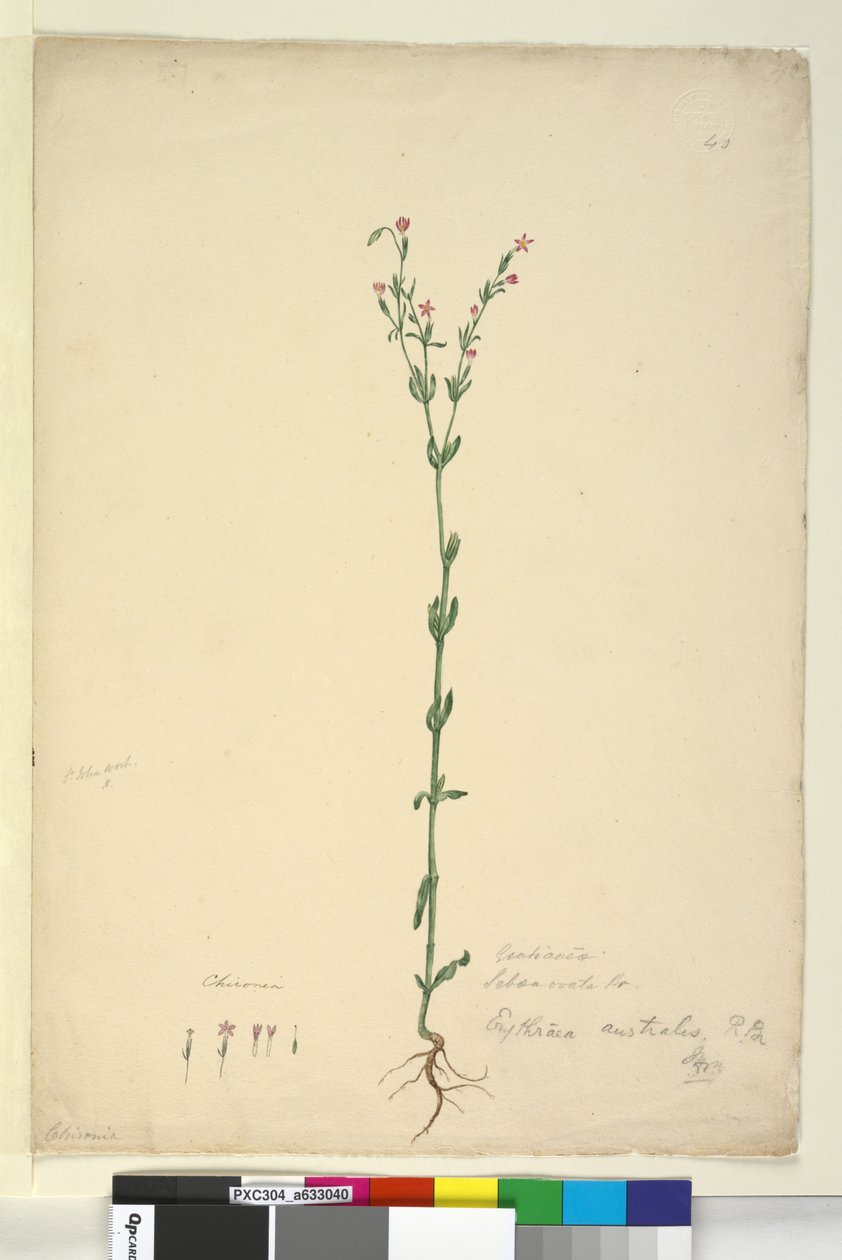 Side 40. Erythraea australis, ca. 1803-06 (wc, pen, blæk og blyant) af John William Lewin