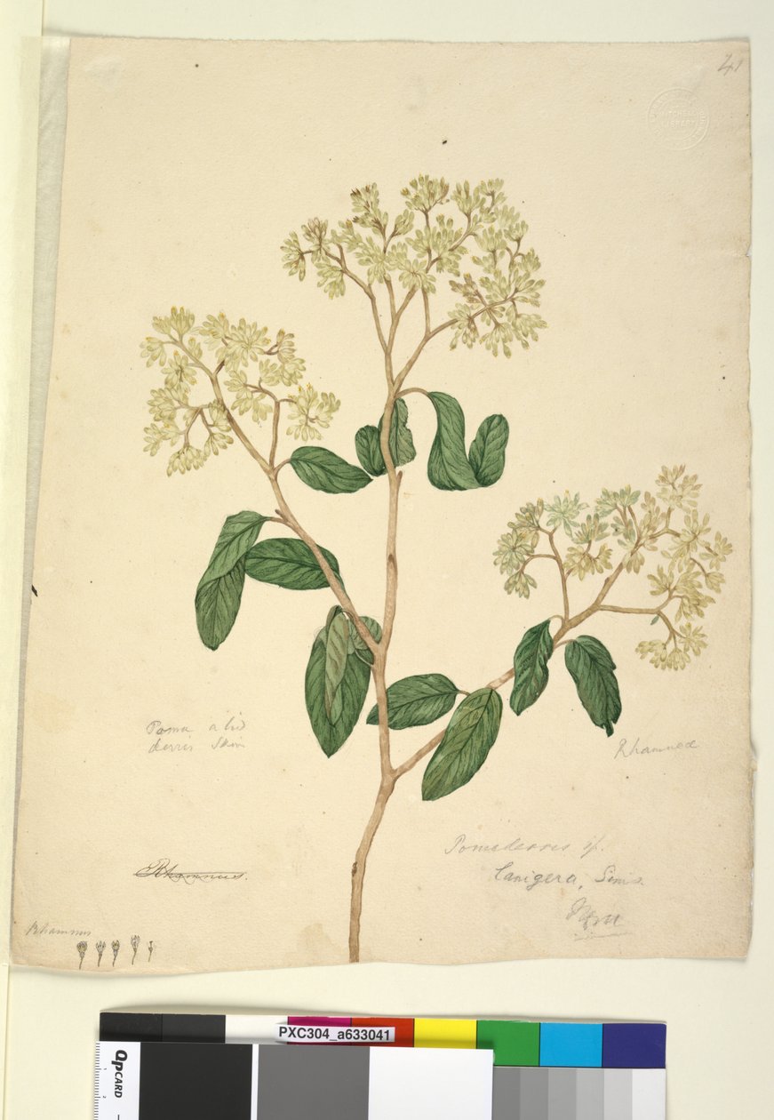 Side 41. Pomaderris lanigera, ca. 1803-06 (wc, pen, blæk og blyant) af John William Lewin