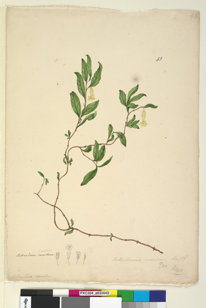 Side 43. Billardiera scandens, c.1803-06 (wc, pen, blæk og blyant) af John William Lewin