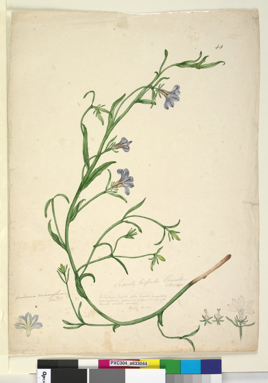 Side 44. Goodenia ramosissima, c.1803-06 (wc, pen, blæk og blyant) af John William Lewin