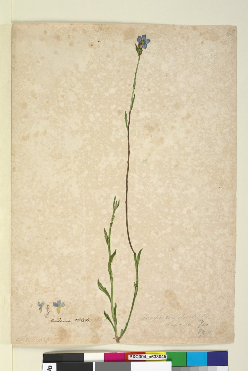 Side 45. Dampiera stricta, c.1803-06 (wc, pen, blæk og blyant) af John William Lewin