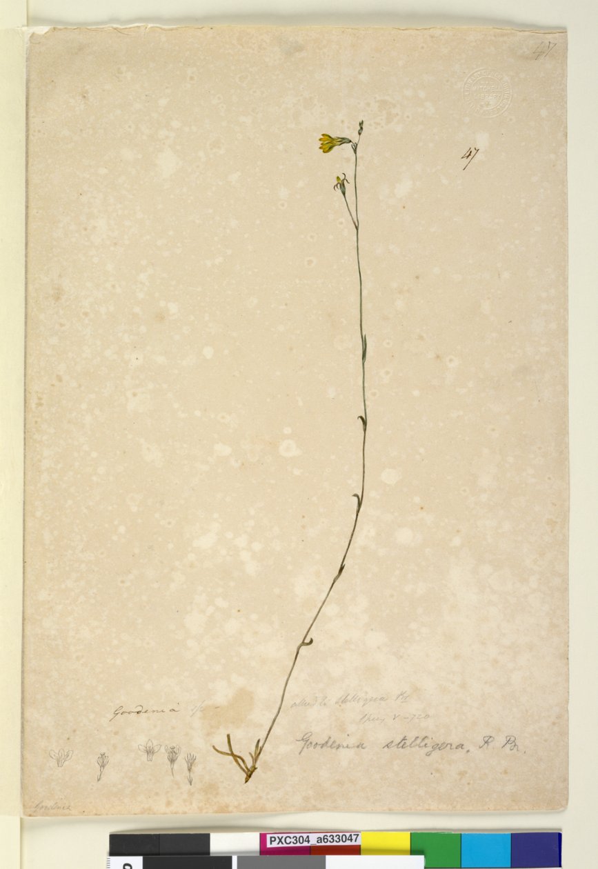 Side 47. Goodenia stelligera, ca. 1803-06 (wc, kuglepen, blæk og blyant) af John William Lewin