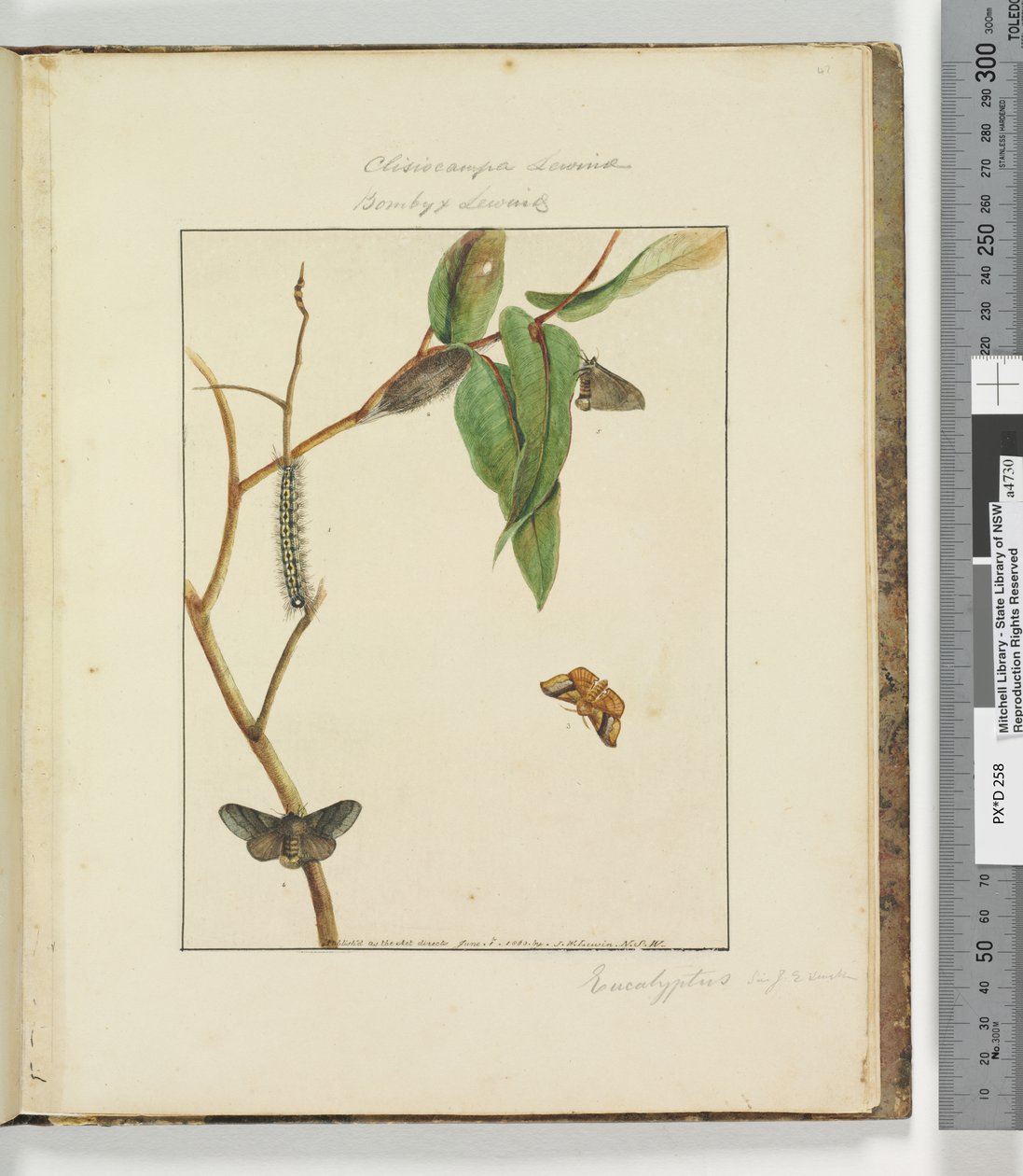 Side 47. Plade 12 Clisiocampa Lewinae Bombyx Lewinae, 1803-04 (håndfarvede ætsetryk) af John William Lewin