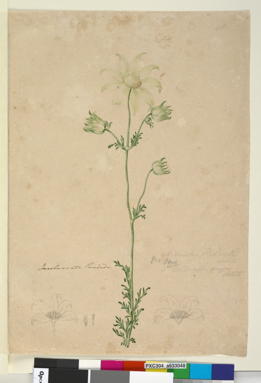 Side 48. Actinotus Helianthi, ca. 1803-06 (wc, pen, blæk og blyant) af John William Lewin
