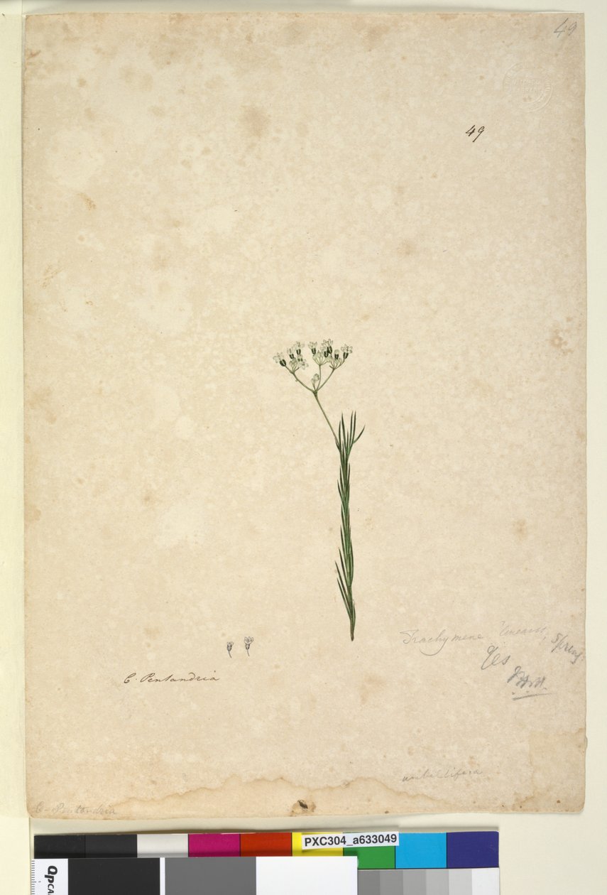Side 49. Trachymene linearis, ca. 1803-06 (wc, pen, blæk og blyant) af John William Lewin