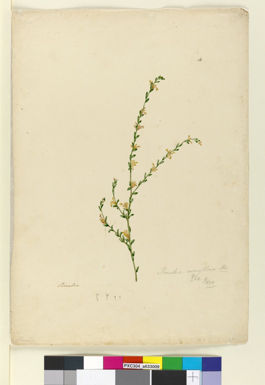 Side 4. Pimelea curviflora, ca. 1803-06 (wc, pen, blæk og blyant) af John William Lewin