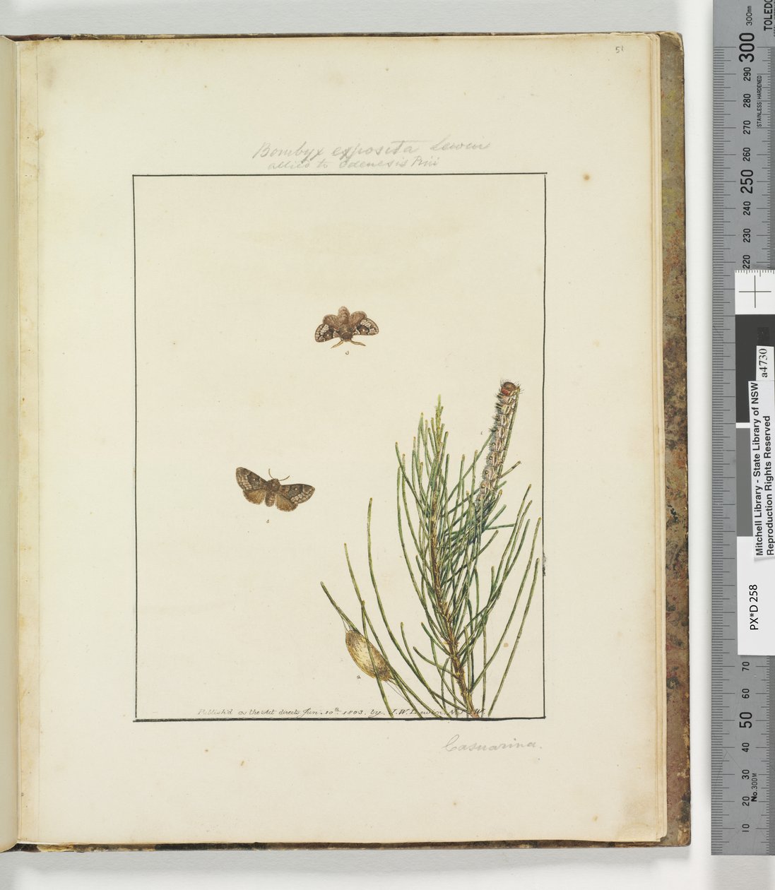 Side 51. Plade 13 Bombyx Exposita Lewin allieret med..., 1803-04 (håndfarvede ætsningstryk) af John William Lewin