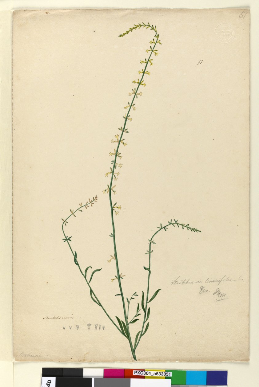 Side 51. Stackhousia, ca. 1803-06 (wc, pen, blæk og blyant) af John William Lewin