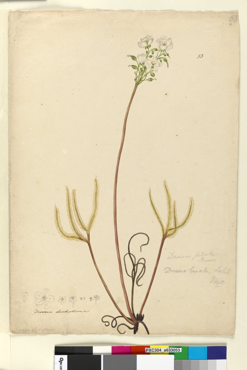 Side 53. Drosera binata, ca. 1803-06 (wc, kuglepen, blæk og blyant) af John William Lewin