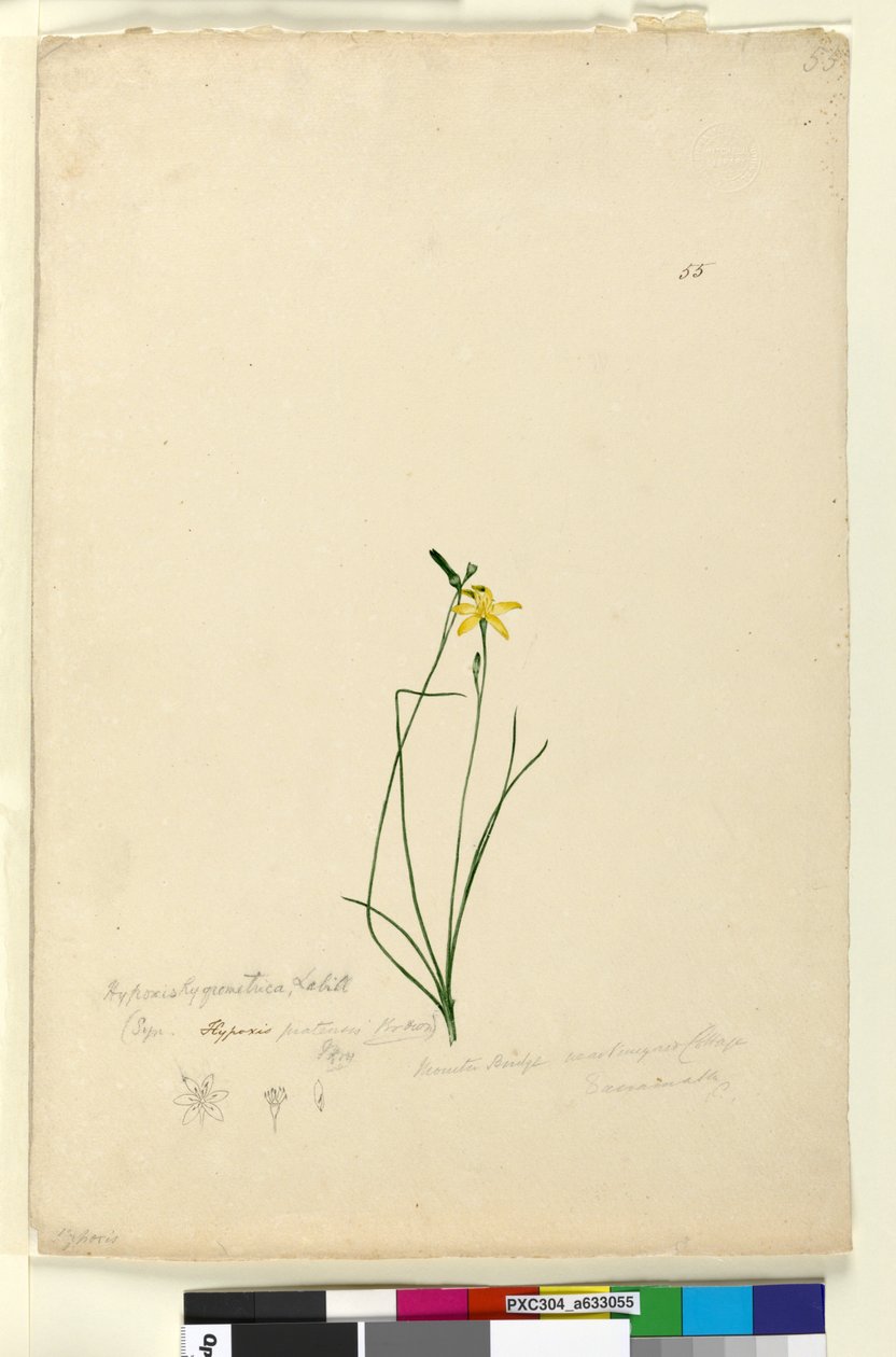 Side 55. Hypoxis hygrometrica, ca. 1803-06 (wc, pen, blæk og blyant) af John William Lewin