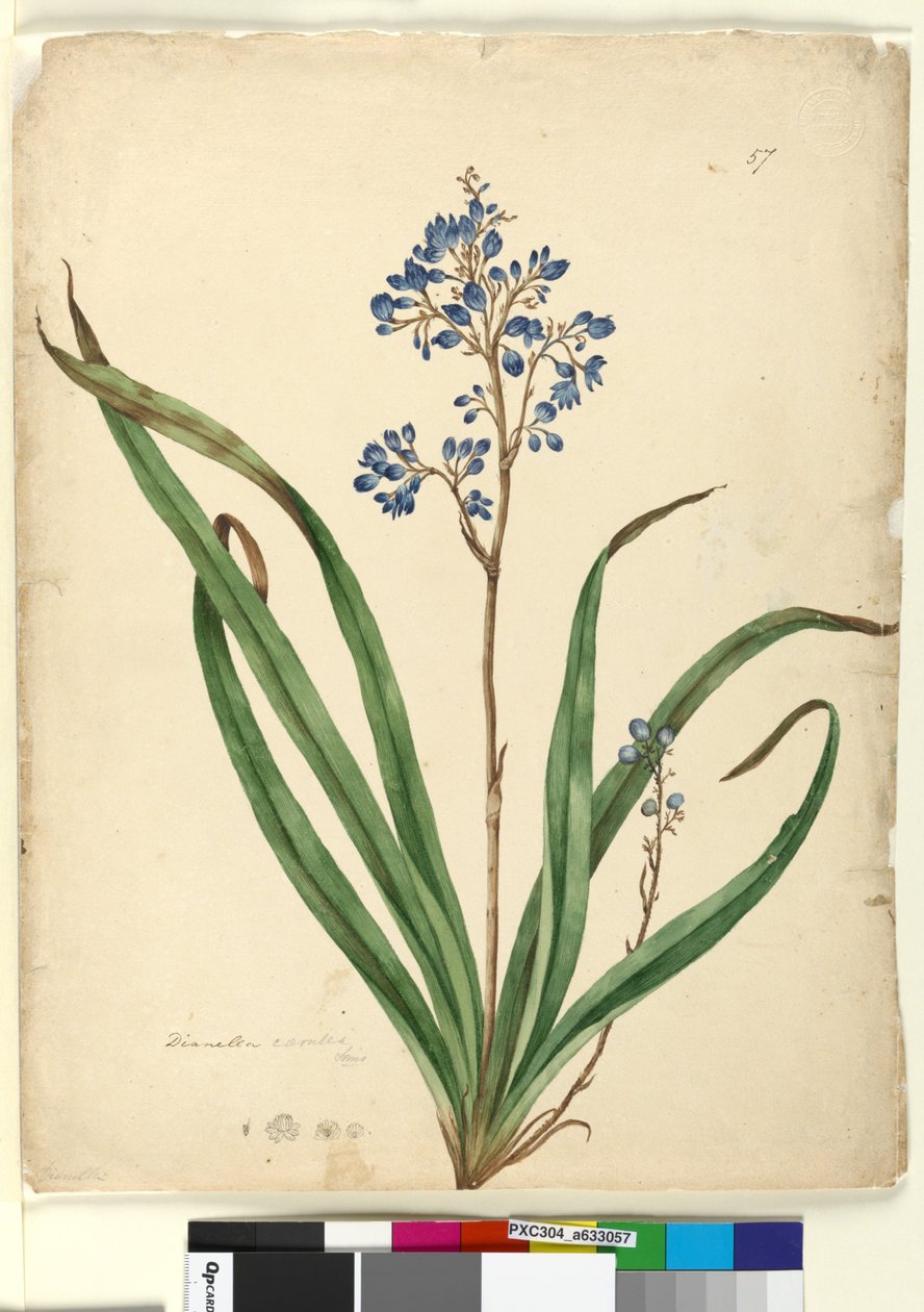 Side 57. Dianella caerulea, ca. 1803-06 (wc, pen, blæk og blyant) af John William Lewin