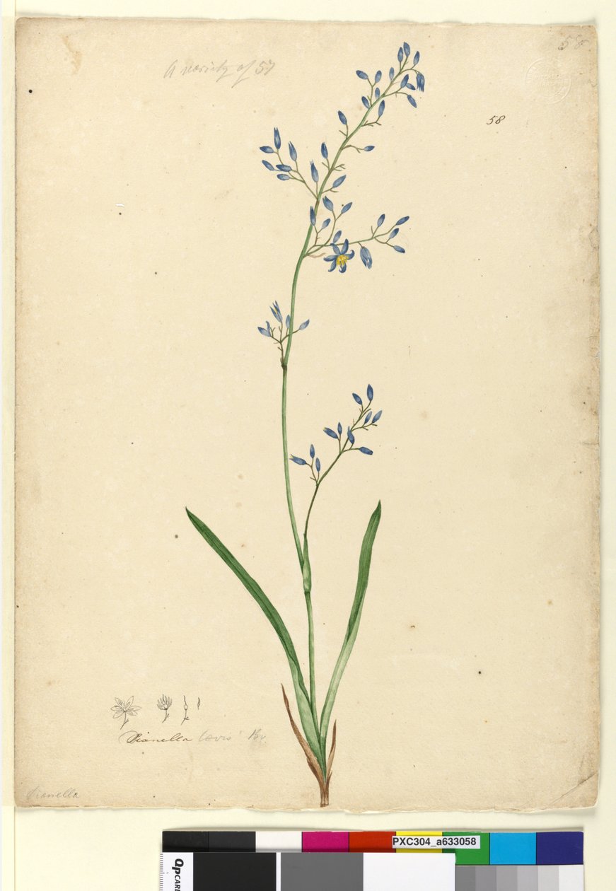 Side 58. Dianella levis, ca. 1803-06 (wc, kuglepen, blæk og blyant) af John William Lewin