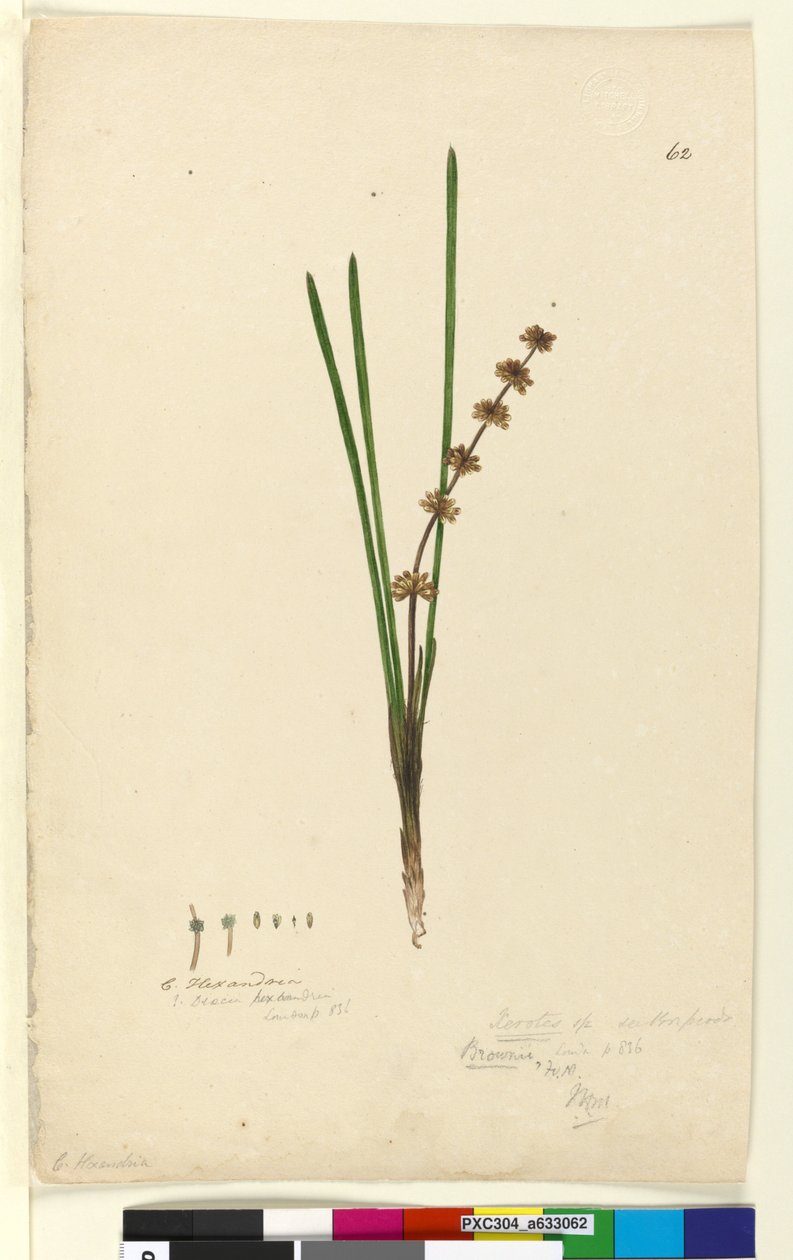 Side 62. Xerotes Lomandra multiflora, c.1803-06 (wc, pen, blæk og blyant) af John William Lewin