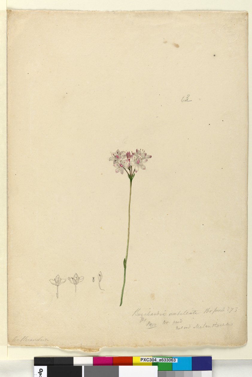 Side 63. Burchardia umbellata, ca. 1803-06 (wc, kuglepen, blæk og blyant) af John William Lewin