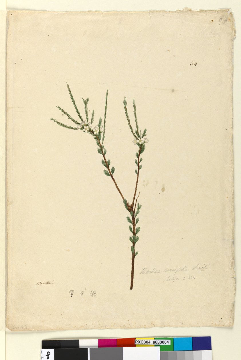 Side 64. Baeckea densifolia, c.1803-06 (wc, pen, blæk og blyant) af John William Lewin