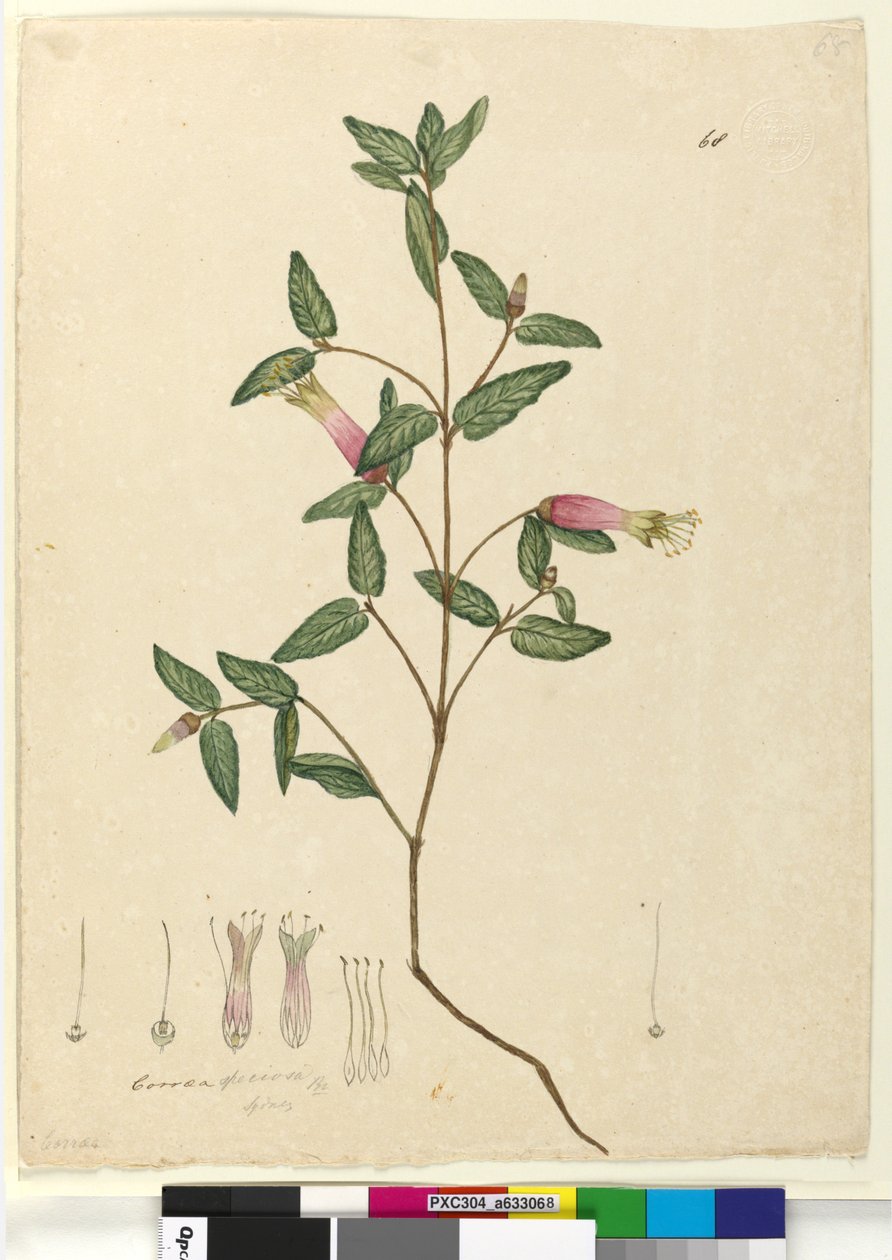 Side 68. Correa speciosa, c.1803-06 (wc, pen, blæk og blyant) af John William Lewin