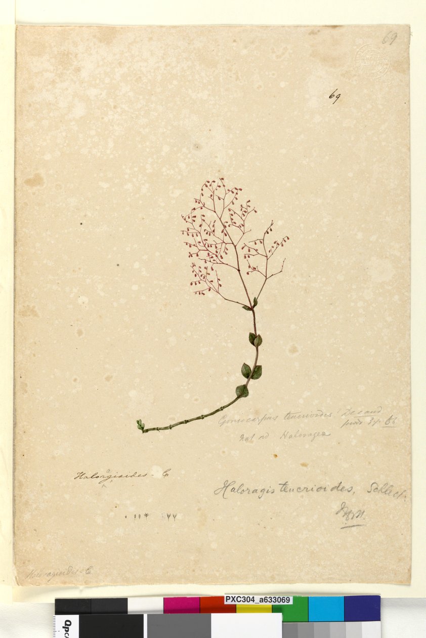 Side 69. Gonocarpus teucrioides, ca. 1803-06 (wc, pen, blæk og blyant) af John William Lewin