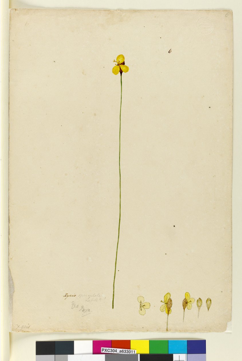 Side 6. Xyris operculata, ca. 1803-06 (wc, pen, blæk og blyant) af John William Lewin