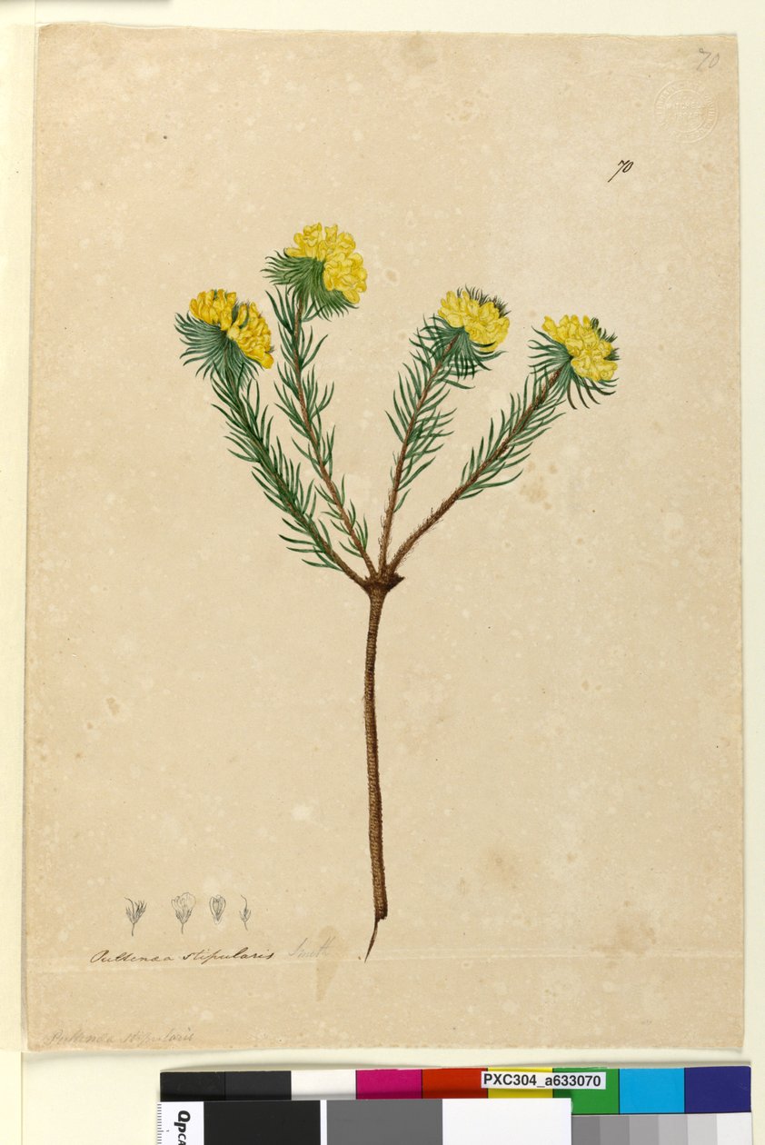 Side 70. Pultenaea stipularis, c.1803-06 (toilet, kuglepen, blæk og blyant) af John William Lewin