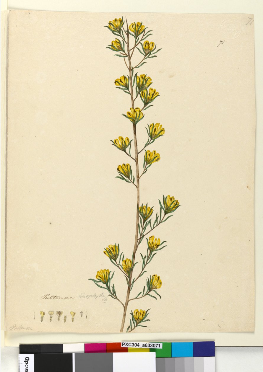 Side 71. Pultenaea linophylla, ca. 1803-06 (wc, kuglepen, blæk og blyant) af John William Lewin