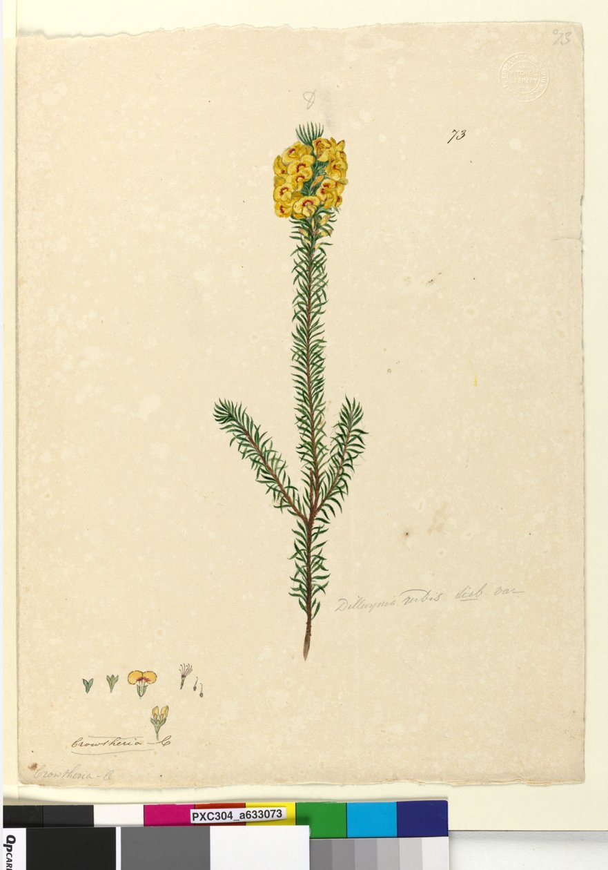 Side 73. Dillwynia rubis?, ca. 1803-06 (wc, kuglepen, blæk og blyant) af John William Lewin