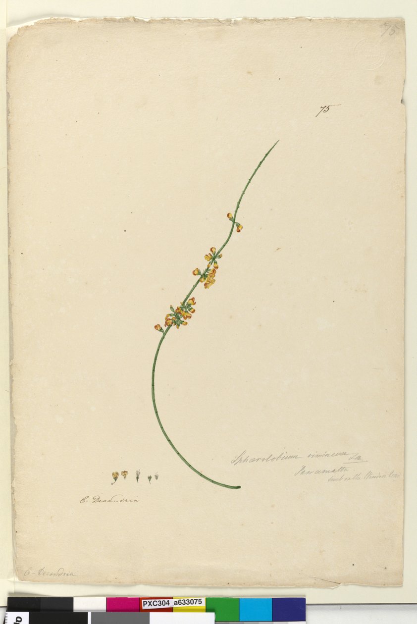 Side 75. Sphaerolobium vimineum, ca. 1803-06 (wc, pen, blæk og blyant) af John William Lewin