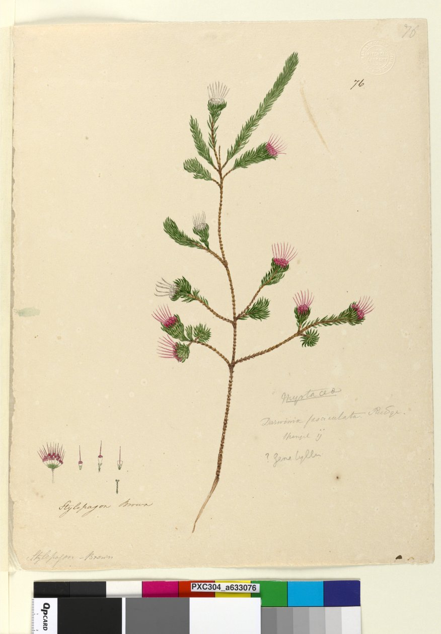 Side 76. Darwinia fascicularis, c.1803-06 (wc, pen, blæk og blyant) af John William Lewin