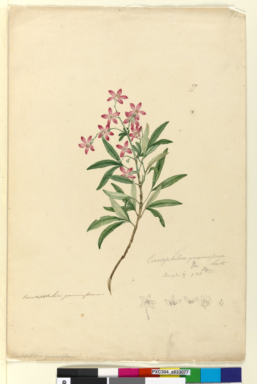 Side 77. Ceratopetalum gummiferum, c.1803-06 (wc, pen, blæk og blyant) af John William Lewin