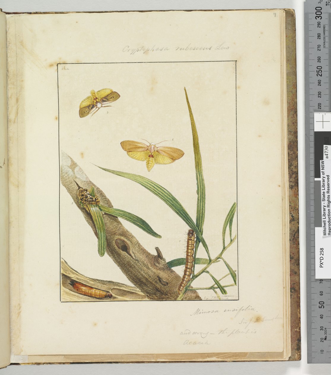 Side 7. Pl.2 Cryptophasa Rebescens Lew, 1803-04 (håndfarvede ætsningstryk) af John William Lewin