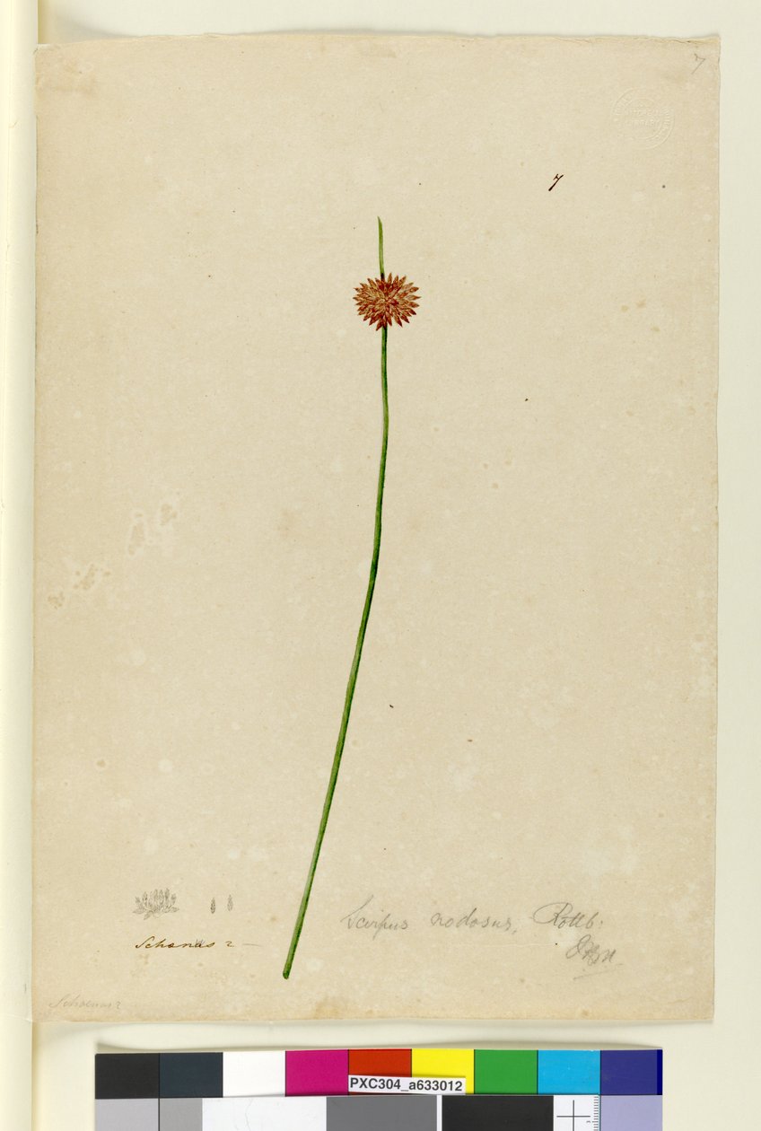Side 7. Scirpus nodosus, ca. 1803-06 (wc, pen, blæk og blyant) af John William Lewin