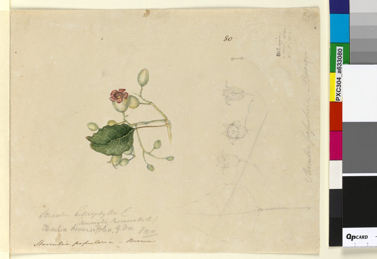 Side 80. Sterculia diversifolia, c.1803-06 (wc, pen, blæk og blyant) af John William Lewin