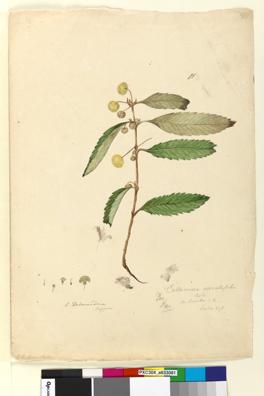 Side 81. Callicoma serratifolia, ca. 1803-06 (wc, pen, blæk og blyant) af John William Lewin