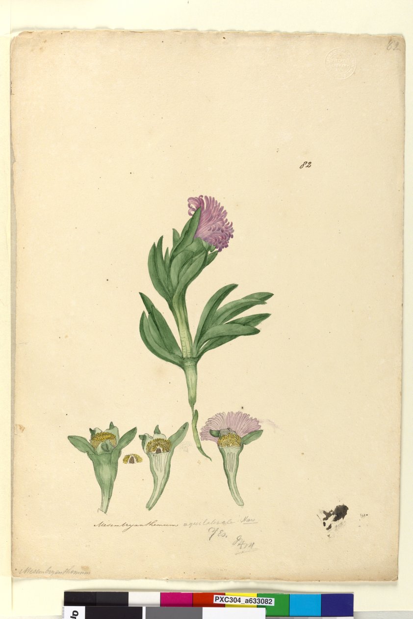 Side 82. Mesembryanthemum aequilaterale, ca. 1803-06 (wc, pen, blæk og blyant) af John William Lewin