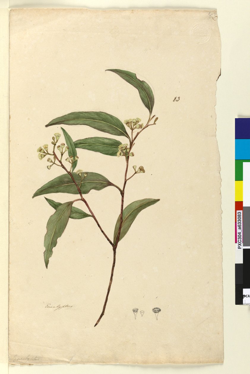 Side 83. Eucalyptus, ca. 1803-06 (wc, kuglepen, blæk og blyant) af John William Lewin