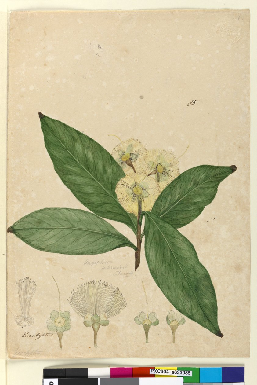 Side 85. Angophora intermedia, ca. 1803-06 (wc, pen, blæk og blyant) af John William Lewin