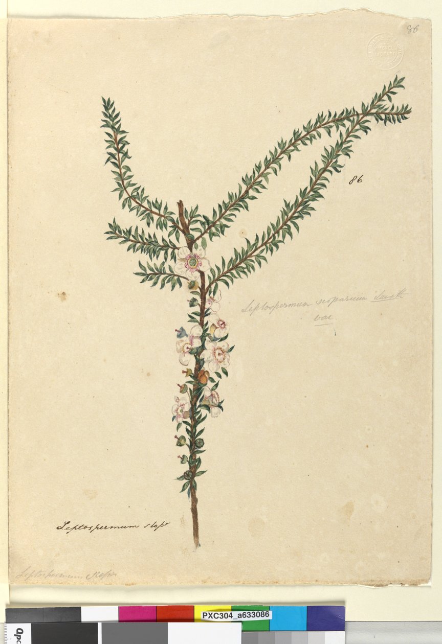 Side 86. Leptospermum scoparium, ca. 1803-06 (wc, kuglepen, blæk og blyant) af John William Lewin