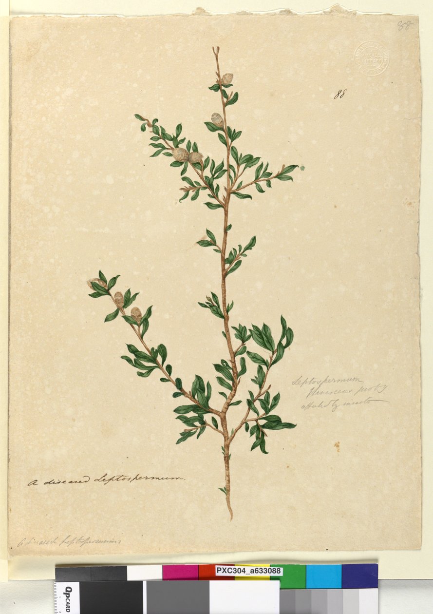Side 88. Leptospermum flavescens, ca. 1803-06 (wc, kuglepen, blæk og blyant) af John William Lewin