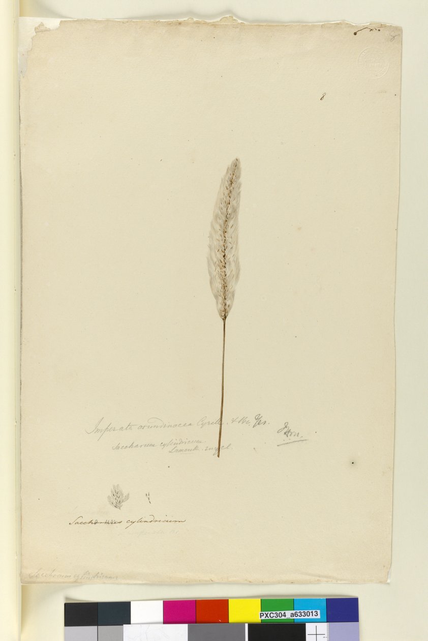 Side 8. Imperata arundinacea syn. Saccharum cylindricum, ca. 1803-06 (wc, kuglepen, blæk og blyant) af John William Lewin