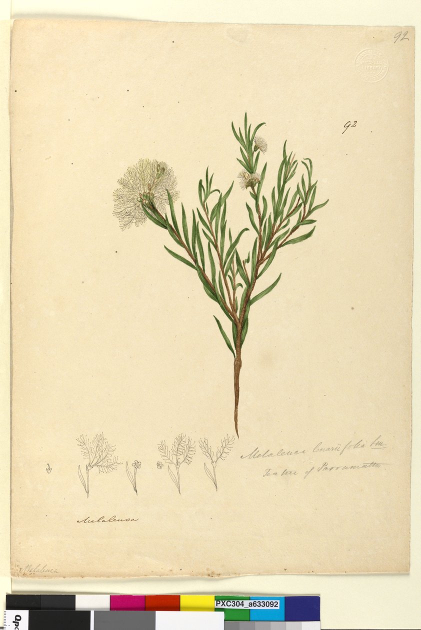 Side 92. Melaleuca linariifolia, ca. 1803-06 (wc, pen, blæk og blyant) af John William Lewin