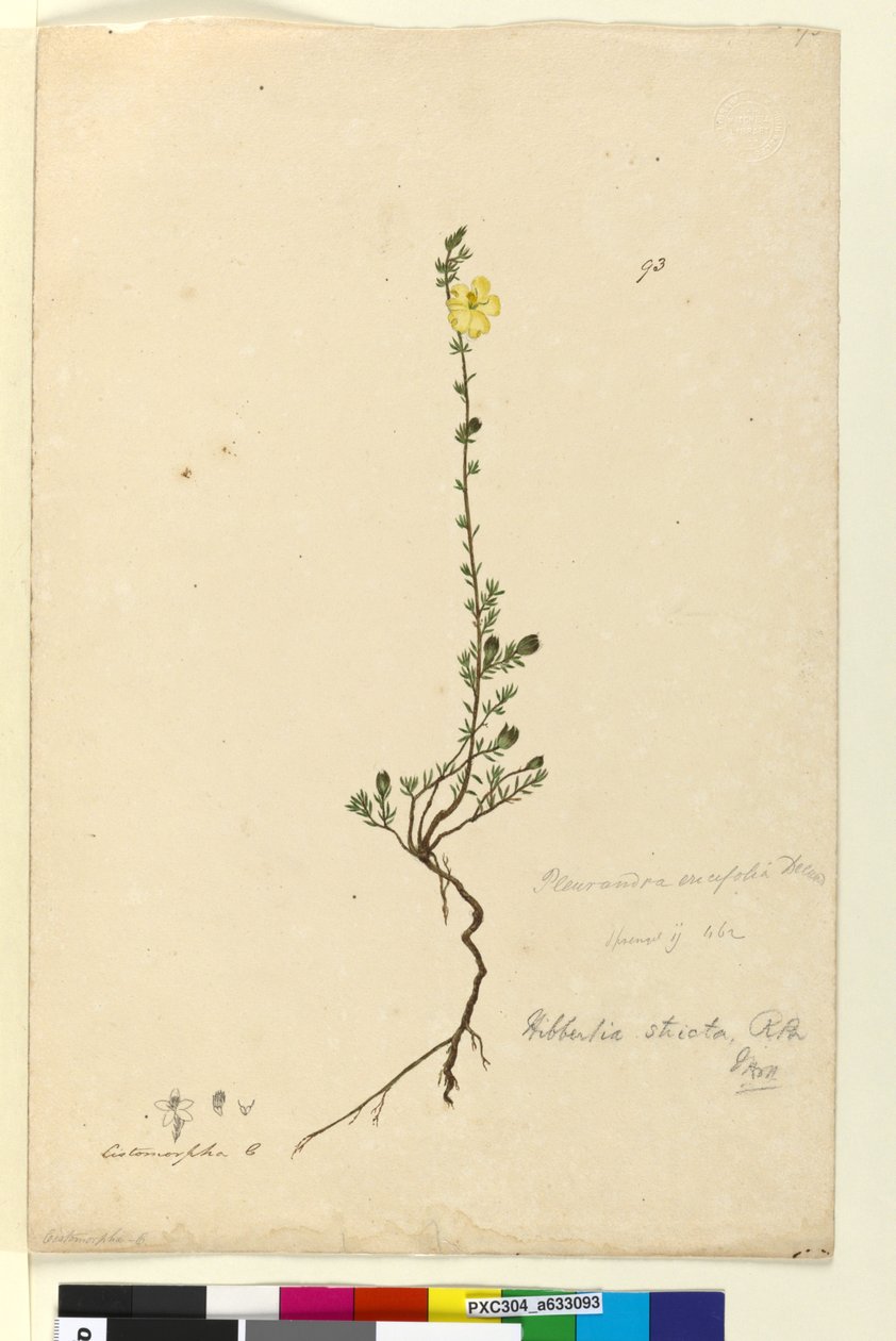 Side 93. Hibbertia stricta, c.1803-06 (wc, pen, blæk og blyant) af John William Lewin