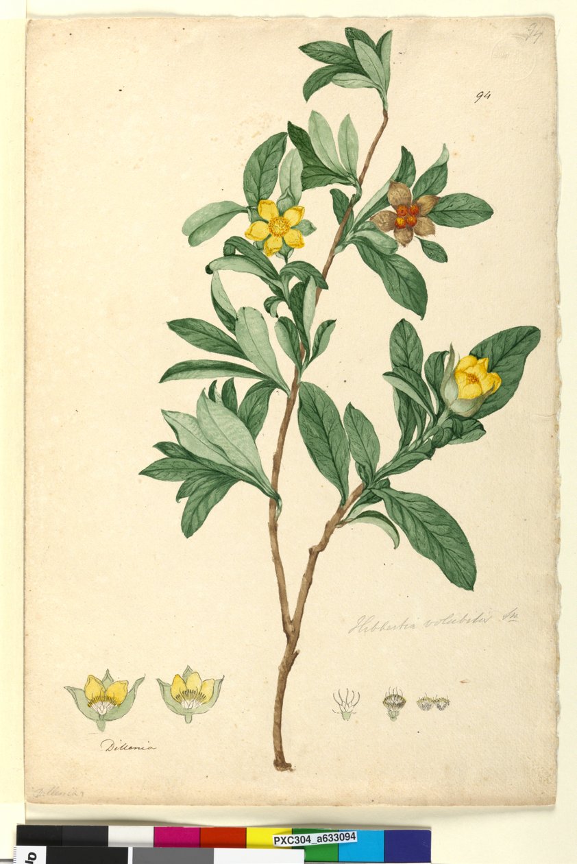 Side 94. Hibbertia volubilis syn. Hibbertia scandens, ca. 1803-06 (wc, pen, blæk og blyant) af John William Lewin