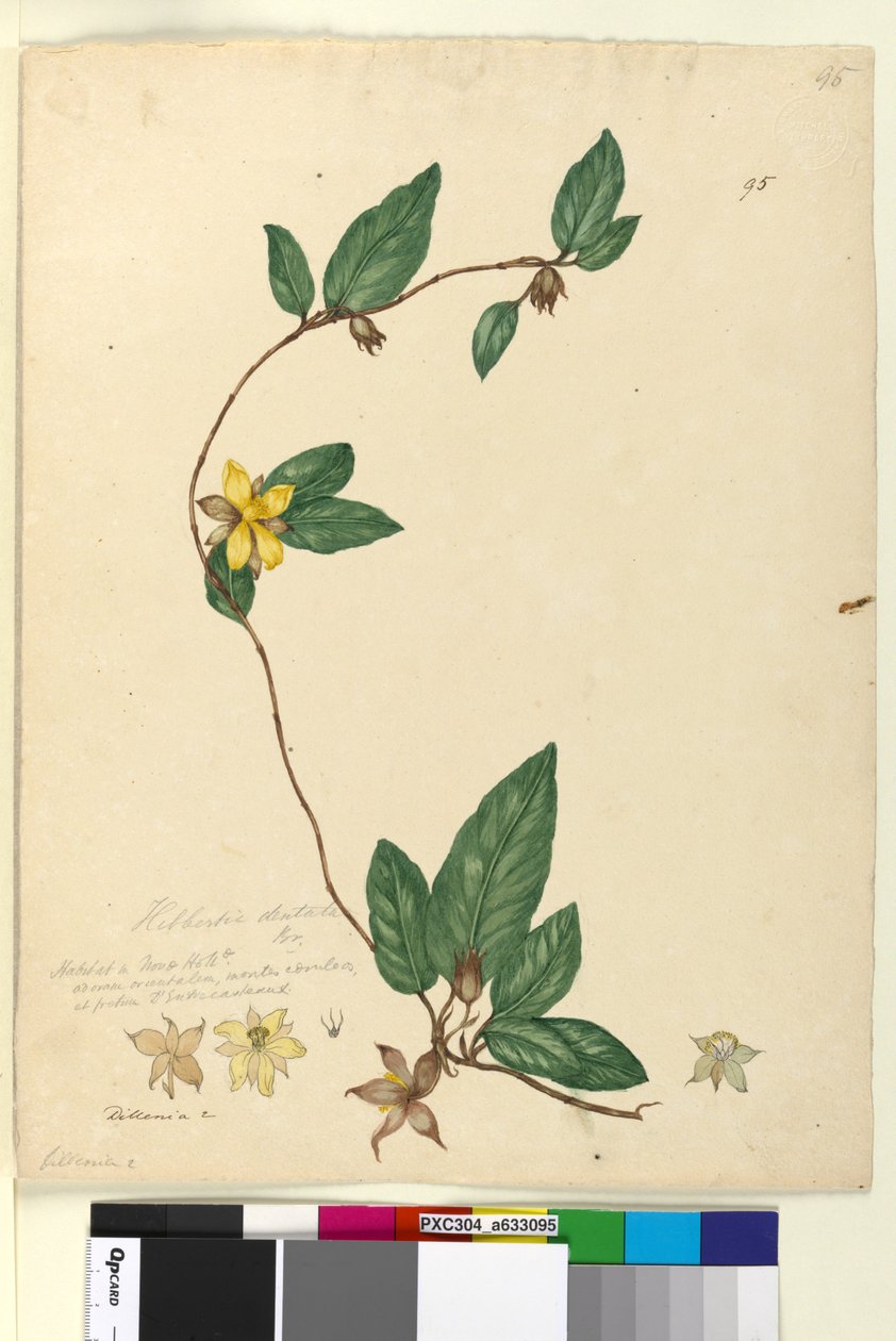 Side 95. Hibbertia dentata, c.1803-06 (wc, pen, blæk og blyant) af John William Lewin
