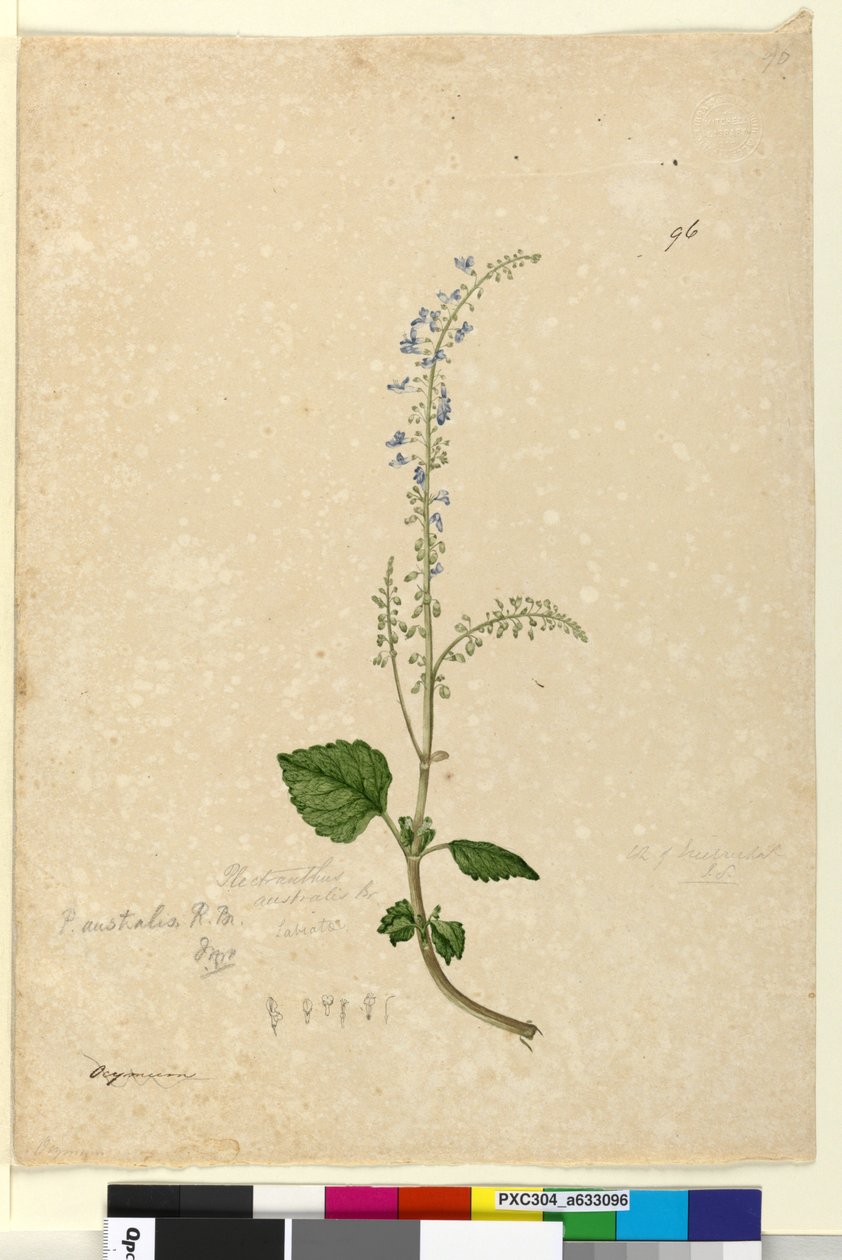 Side 96. Plectranthus australis, c.1803-06 (wc, pen, blæk og blyant) af John William Lewin