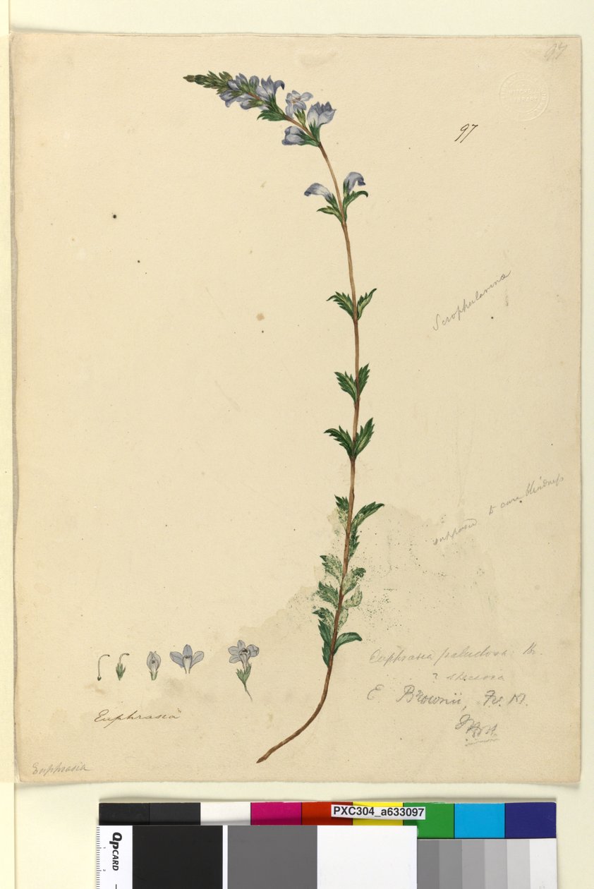 Side 97. Euphrasia paludosa, ca. 1803-06 (wc, pen, blæk og blyant) af John William Lewin