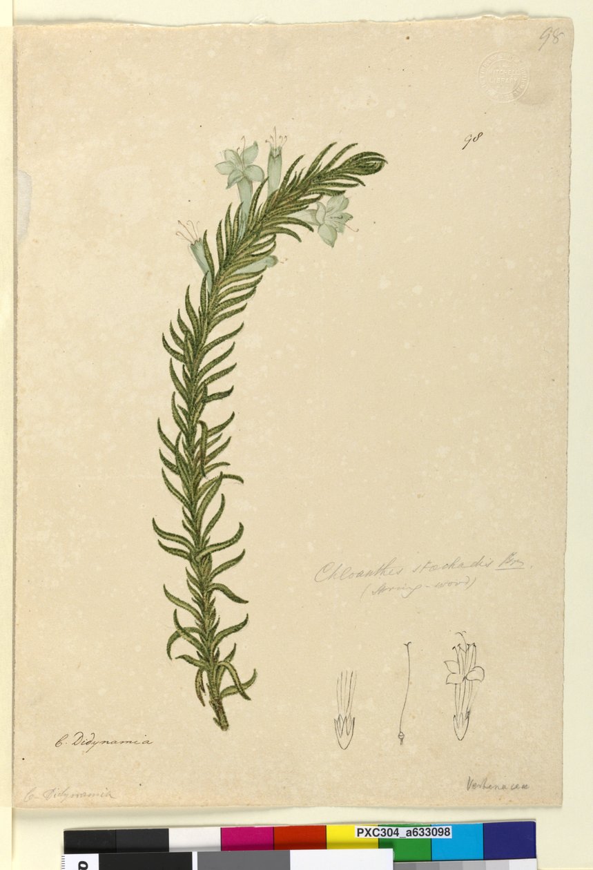 Side 98. Chloanthes stoechadis, ca. 1803-06 (wc, kuglepen, blæk og blyant) af John William Lewin
