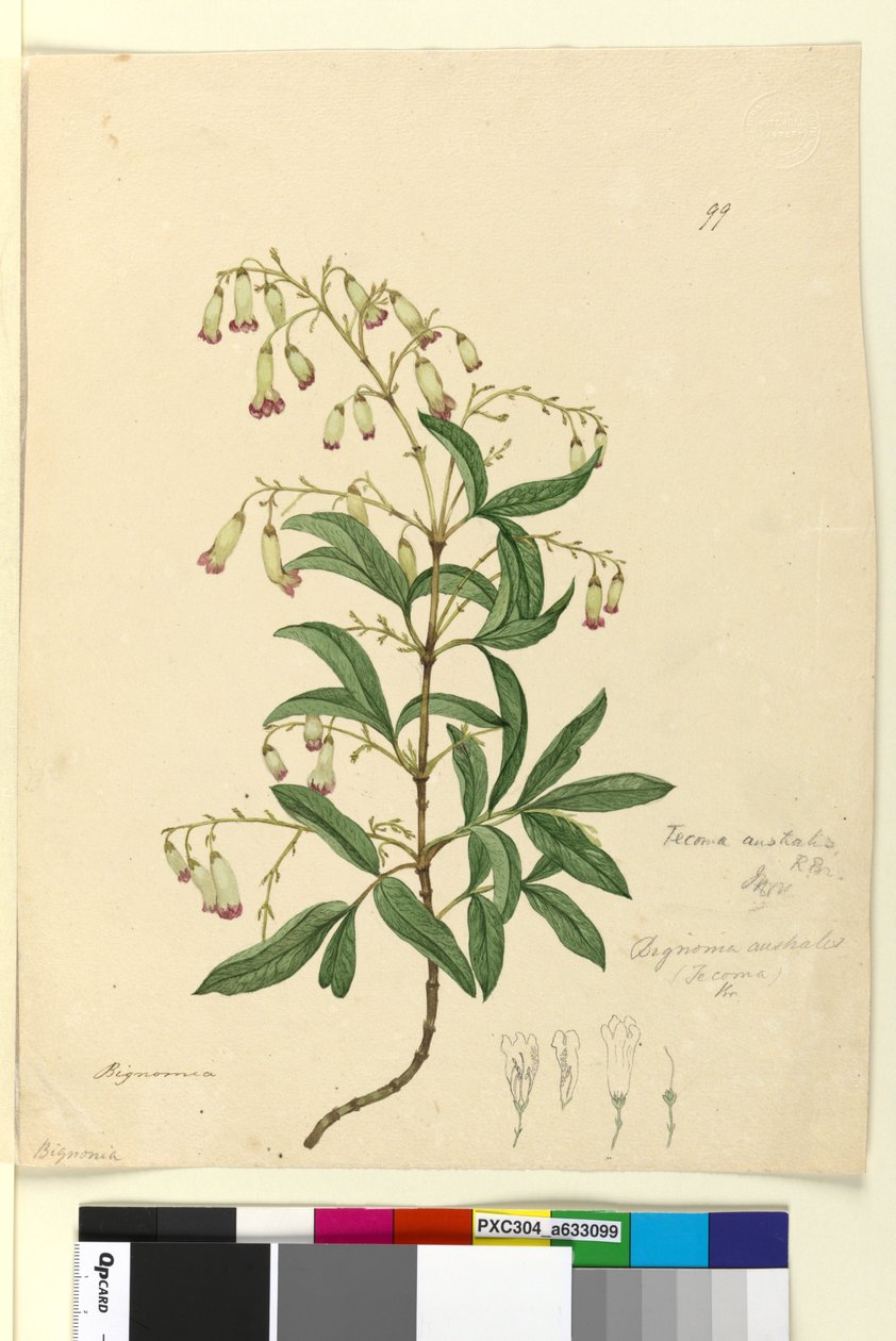 Side 99. Bignonia australisPandorea pandorana, c.1803-06 (wc, pen, blæk og blyant) af John William Lewin