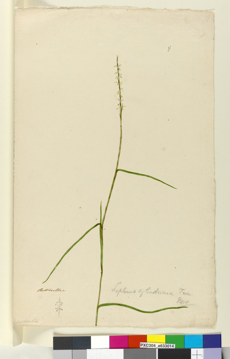 Side 9. Lepturus cylindricus, ca. 1803-06 (wc, pen, blæk og blyant) af John William Lewin