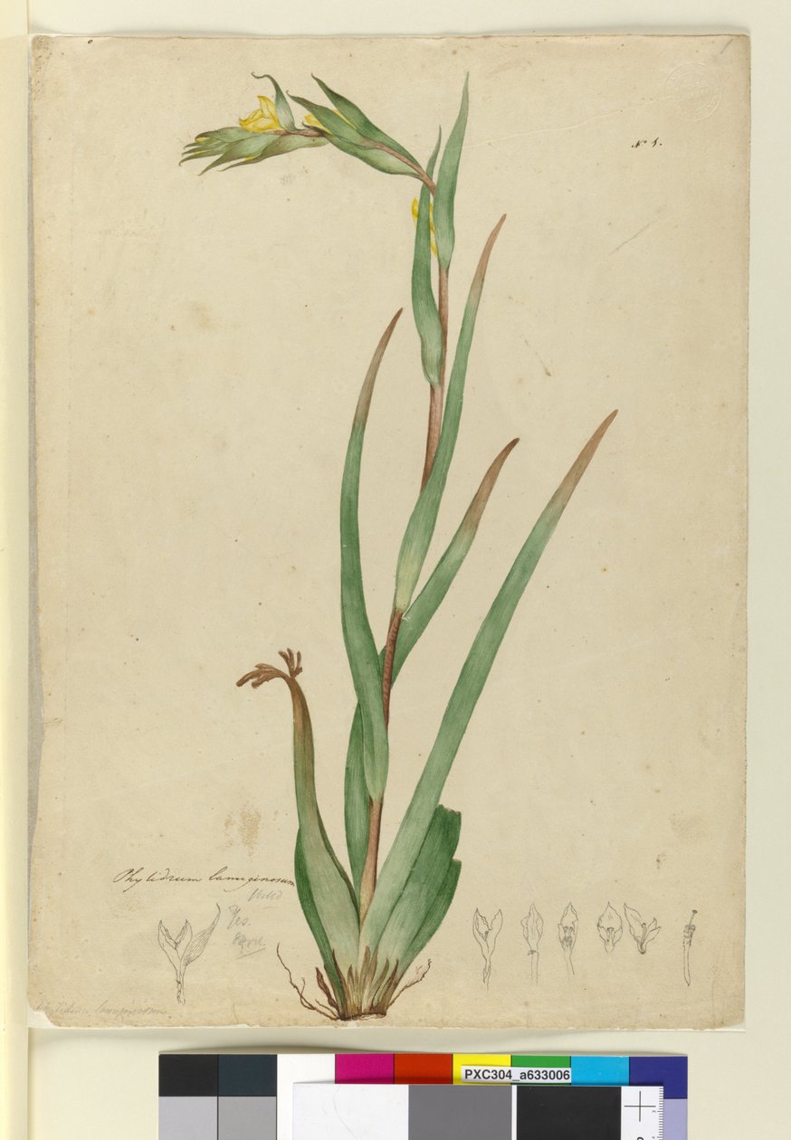 l. Phylidrum lanuginosum, ca. 1803-06 (wc, pen, blæk og blyant) af John William Lewin