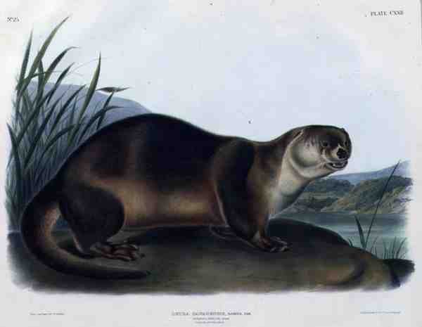 Lutra Canadensis eller Lataxina Mollis (Canada Otter), plade 122 fra 