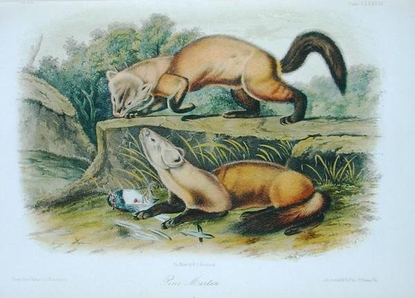 Pine Marten, plade 138 fra 
